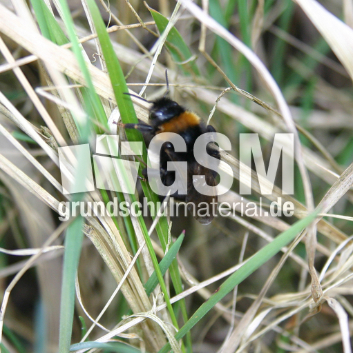 Hummel-8.jpg